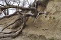 natural cliffs with overturned tree Royalty Free Stock Photo