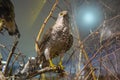 Bird layouts in the Third military field of Russia museum in Prokhorovka village Russia