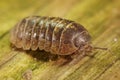 Close-up on a common pill woodlouse, Armadillidium vulgare , sitting on a piece of wood Royalty Free Stock Photo