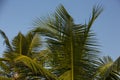 Natural close up day shot of a tall palm trees with large green leaves and branches on a clear blue sky background. Sri Lanka Royalty Free Stock Photo