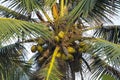 Natural close up day shot of a tall palm trees with large green leaves, branches and coconuts on a clear blue sky background. Sri Royalty Free Stock Photo