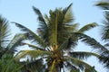 Natural close up day shot of a tall palm trees with large green leaves, branches and coconuts on a clear blue sky background. Sri Royalty Free Stock Photo