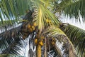 Natural close up day shot of a tall palm trees with large green leaves, branches and coconuts on a clear blue sky background. Sri Royalty Free Stock Photo