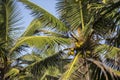 Natural close up day shot of a tall palm trees with large green leaves, branches and coconuts on a clear blue sky background. Sri Royalty Free Stock Photo