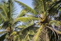 Natural close up day shot of a tall palm trees with large green leaves, branches and coconuts on a clear blue sky background. Sri Royalty Free Stock Photo