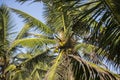 Natural close up day shot of a tall palm trees with large green leaves, branches and coconuts on a clear blue sky background. Sri Royalty Free Stock Photo