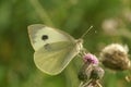 Close up on a fresh emergers bright Large cabbage white butterfly, Pieris brassicae feeding on a purple thistle flower Royalty Free Stock Photo