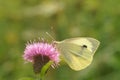 Close up on a fresh emergers bright Large cabbage white butterfly, Pieris brassicae feeding on a purple thistle flower Royalty Free Stock Photo