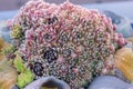 Natural close up macro shot of a vase containing a bunch of pink, purple, red sempervivum arachnoideum cobweb houseleek