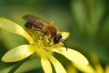 Close-up on the male of the banded mining bee, Andrena gravida, sitting on a yellow Ficaria verna flower Royalty Free Stock Photo