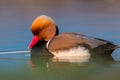 Close-up male red-crested pochard duck netta rufina in water Royalty Free Stock Photo