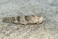 Close up of a Mediterranea, grey colored blue winged locust, Sphingonotus caerulans