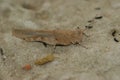 Close up of a Mediterranean blue winged locust, Sphingonotus caerulans in the sun