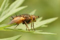 Close up on an orange hairy Tachinid fly, Tachina fera sitting on a green leaf
