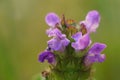 Close up of the purple flower of Prunella vulgaris or common selfheal against a green blurred background Royalty Free Stock Photo
