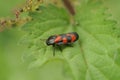 Close-up on a Red-and-black Froghopper, Cercopis vulnerata sitting on a green leaf Royalty Free Stock Photo