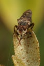 Closeup on an add looking Spot-winged Spring Beegrabber, Myopa tessellatipennis , sitting on top of the vegetation Royalty Free Stock Photo