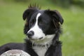 Closeup on an adorable , attentive black and white Border collie or Scotch Sheep Dog with a ball