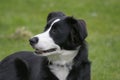 Closeup on an adorable , attentive happy looking black and white Border collie or Scotch Sheep Dog