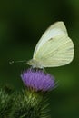 A closeup of adorable Green-veined white butterfly on purple thistle flower Royalty Free Stock Photo