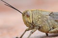 Closeup on an adult Egyptian locust, Anacridium aegyptium, sitting on a stone