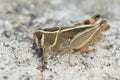 Closeup on an adult Italian locust, Calliptamus italicus, sitting on a stone , with red eggs of a parasite on it\'s back