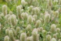 Closeup on an aggregation of fluffy the hare's-foot, rabbitfoot clover, Trifolium arvense