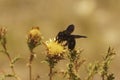 Closeup on the all black large violet carpenter bee, Xylocopa violacea