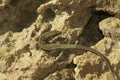 Closeup of the Andalusian wall lizard, Podarcis vaucheri in the sun on stones Royalty Free Stock Photo