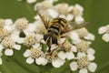 Closeup on a Batman or Deadhead hoverfly, Myathropa florea on a white Myathropa florea flower Royalty Free Stock Photo