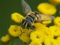 Closeup on a Batman hoverfly, Myathropa florea sitting on a yellow Tansy flower