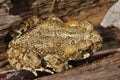 Closeup on beautiful brass colored juvenile of Anaxyrus boreas, Western toad in Northern California sitting on redwood Royalty Free Stock Photo