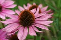 Closeup on a beautiful pink eastern purple coneflower, Echinacea purpurea , flowering in the garden Royalty Free Stock Photo