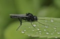 Closeup on a black an hairy St. Mark's or hawthorn fly, Bibio marci, sitting on a green leaf in the field