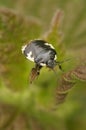 Closeup on a black Pied Shieldbug, Tritomegas bicolor sitting on top of vegetation