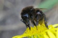 Closeup on a black red tailed bumblebee, Bombus lapidarius drinking nectar from a yellow flower Royalty Free Stock Photo