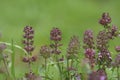 Closeup on blossoming broad-leaved or lemon thyme, Thymus pulegioides against a green background Royalty Free Stock Photo