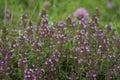 Closeup on blossoming broad-leaved or lemon thyme, Thymus pulegioides in a meadow Royalty Free Stock Photo