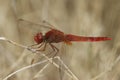 Closeup on a brigh red male Common Scarlet-darter , Crocothemis erythraea sitting on a twig