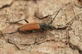 Closeup on the brilliant red Anastrangalia reyi, longhorn beetle sitting on wood Royalty Free Stock Photo
