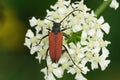 Natural closeup on the brilliant red Anastrangalia reyi, longhorn beetle on a white flower in the field Royalty Free Stock Photo