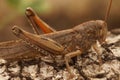 Closeup on a brown adult Egyptian grasshopper or locust,Anacridium aegyptium sitting on a piece of wood Royalty Free Stock Photo