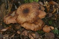 Closeup on a brown dark hallimasch dark honey fungus, Armillaria ostoyae Royalty Free Stock Photo