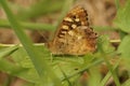 Closeup on the brown Speckled wood butterfly, Pararge aegeria , sitting on a green leaf with closed wings Royalty Free Stock Photo