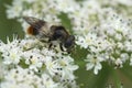 Closeup on a Bumblebee Blacklet drone fly, Cheilosia illustrata feeding on white plant, cow parsnip, flowers Royalty Free Stock Photo