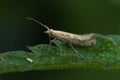 Closeup on the cabbage or small diamondback moth, Plutella xylostella, sitting on a green leaf