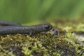 Closeup on a Californian Santa Lucia Mountains slender salamander, Batrachoseps luciae, sitting on a moss covered stone