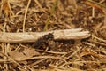 Natural closeup on a camouflaged brown Hooked small-mason bee, Hoplitis adunca sunbathing