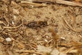 Natural closeup on a camouflaged brown Hooked small-mason bee, Hoplitis adunca sunbathing