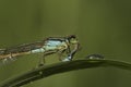 Closeup on a cannibalism, predation in the Common blue-tailed damselfly, Ischnura elegans Royalty Free Stock Photo